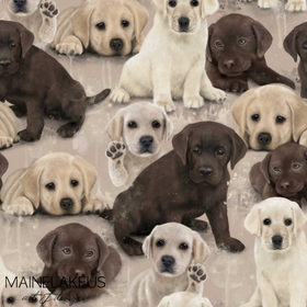 Labradors