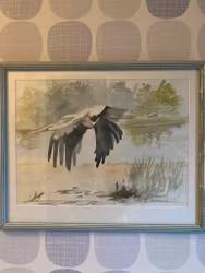 Vit stork