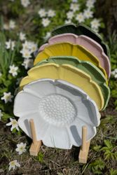 Anemone