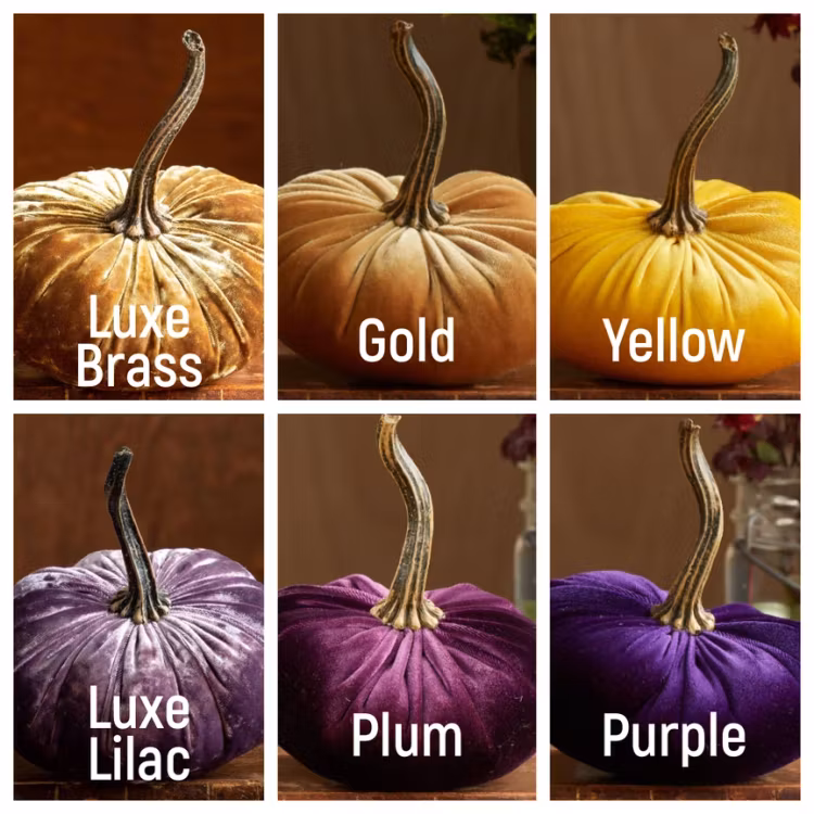 Pumpa i sammet – Liten