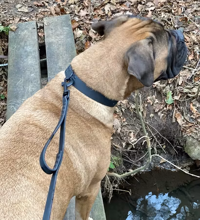 Väktarkoppel av Polyuretanbelagd PVC till hund över 15 kg.