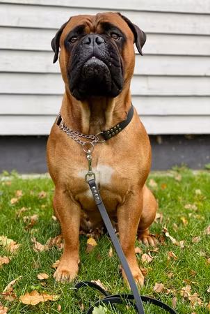 Halsband Halvstryp PVC till hund över 15 kg
