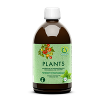 Bladguld (Plants)