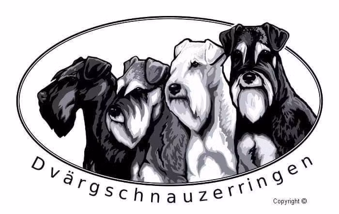 Trickhund dvärgschnauzer - 1st Rosette