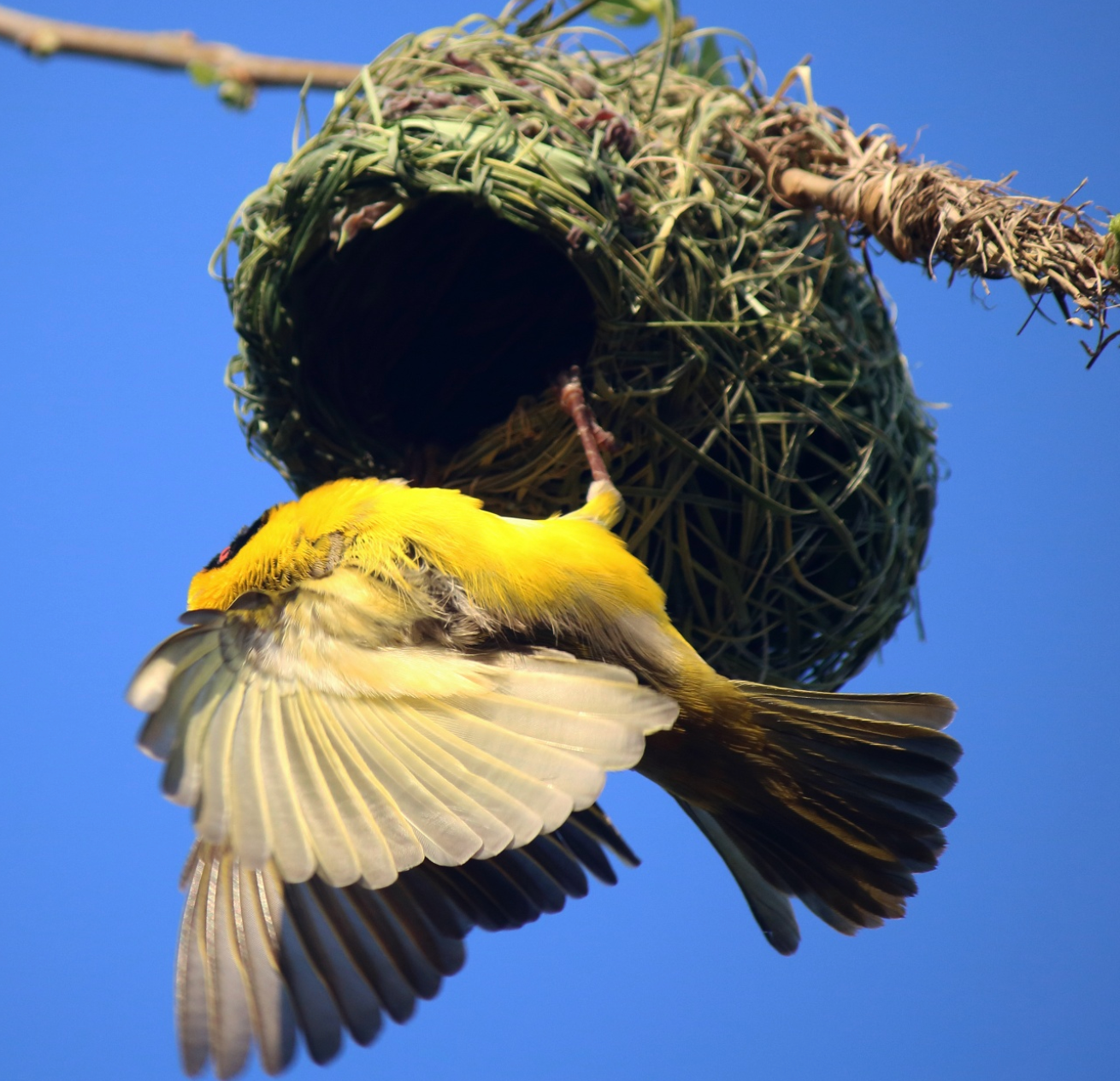 Hänge THE NEST