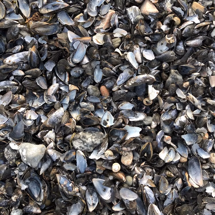 Brosch LA MOULE