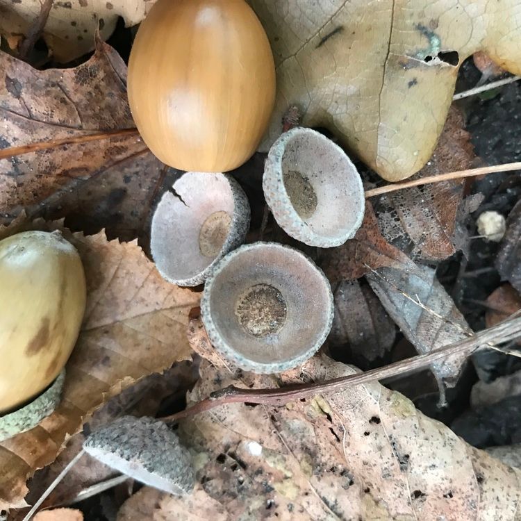 Örhängen GO NUTS