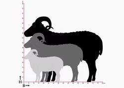 Fasaddekor Får, Bagge