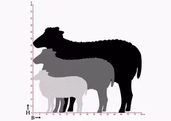 Fasaddekor Får, Tacka