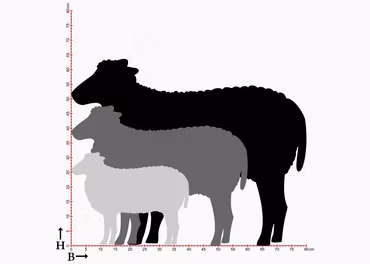 Fasaddekor Får, Tacka