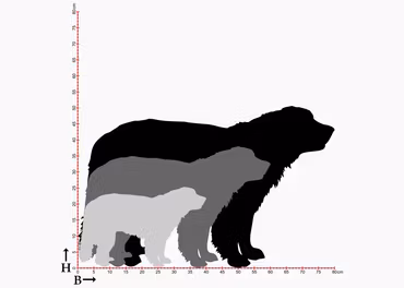 Fasaddekor Hund, Leonberger