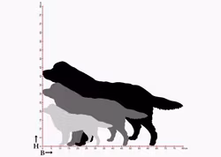 Fasaddekor Hund, Berner Sennen