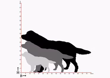 Fasaddekor Hund, Berner Sennen