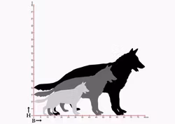 Fasaddekor Hund, Schäfer