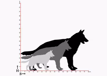 Fasaddekor Hund, Schäfer