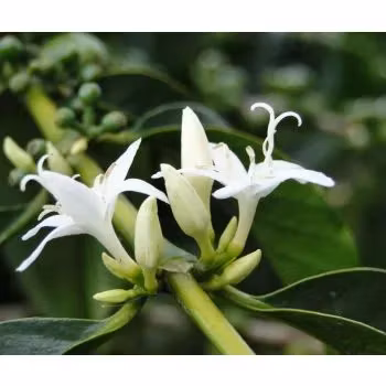 Uganda Mt Elgon, Bugisu AA, 787/25,Washed, 1kg