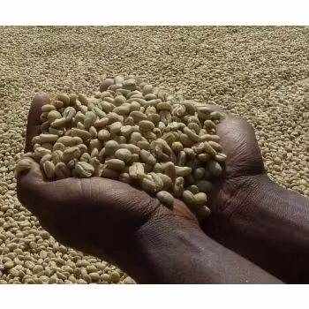 Uganda Mt Elgon, Bugisu AA, 787/25,Washed, 1kg