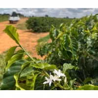 Brazil, Cerrado Lua Roxa NY2, Natural, Traceability,1kg