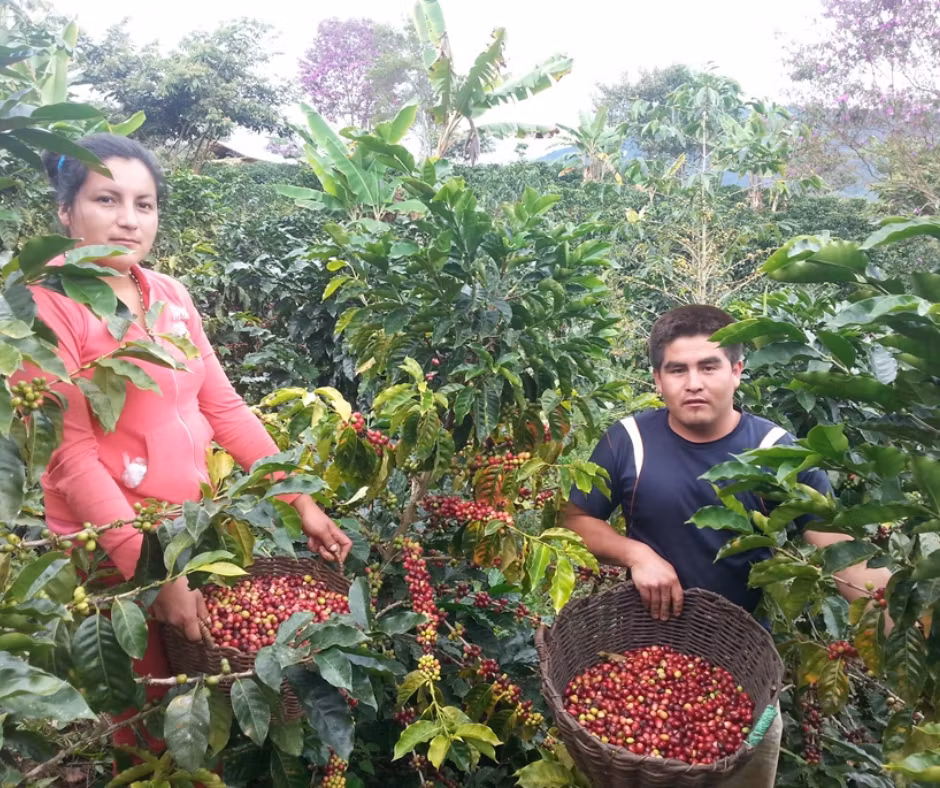 Peru Chapada de Minas Grade 1, Washed, 1kg