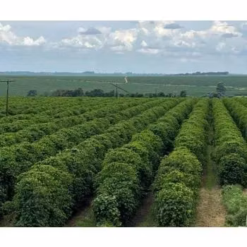Brazil, Cerrado Fazenda Paraiso NY2, Natural, 1kg