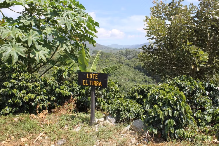 Costa Rica SHB  Washed Tarrazu- Tirra 22/131 , Traceability, 1kg