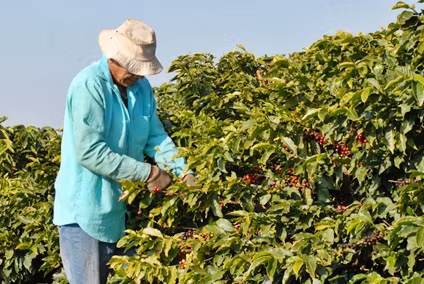 Brazil Natural, Fazenda Canta Galo, 1kg