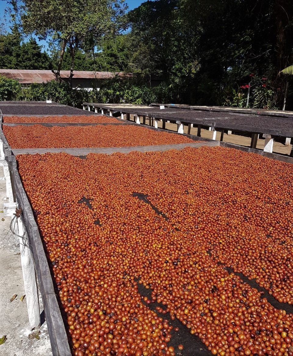 El Salvador Anaerobic orange Borubon-Finca El Gobiado, Traceability, 1kg