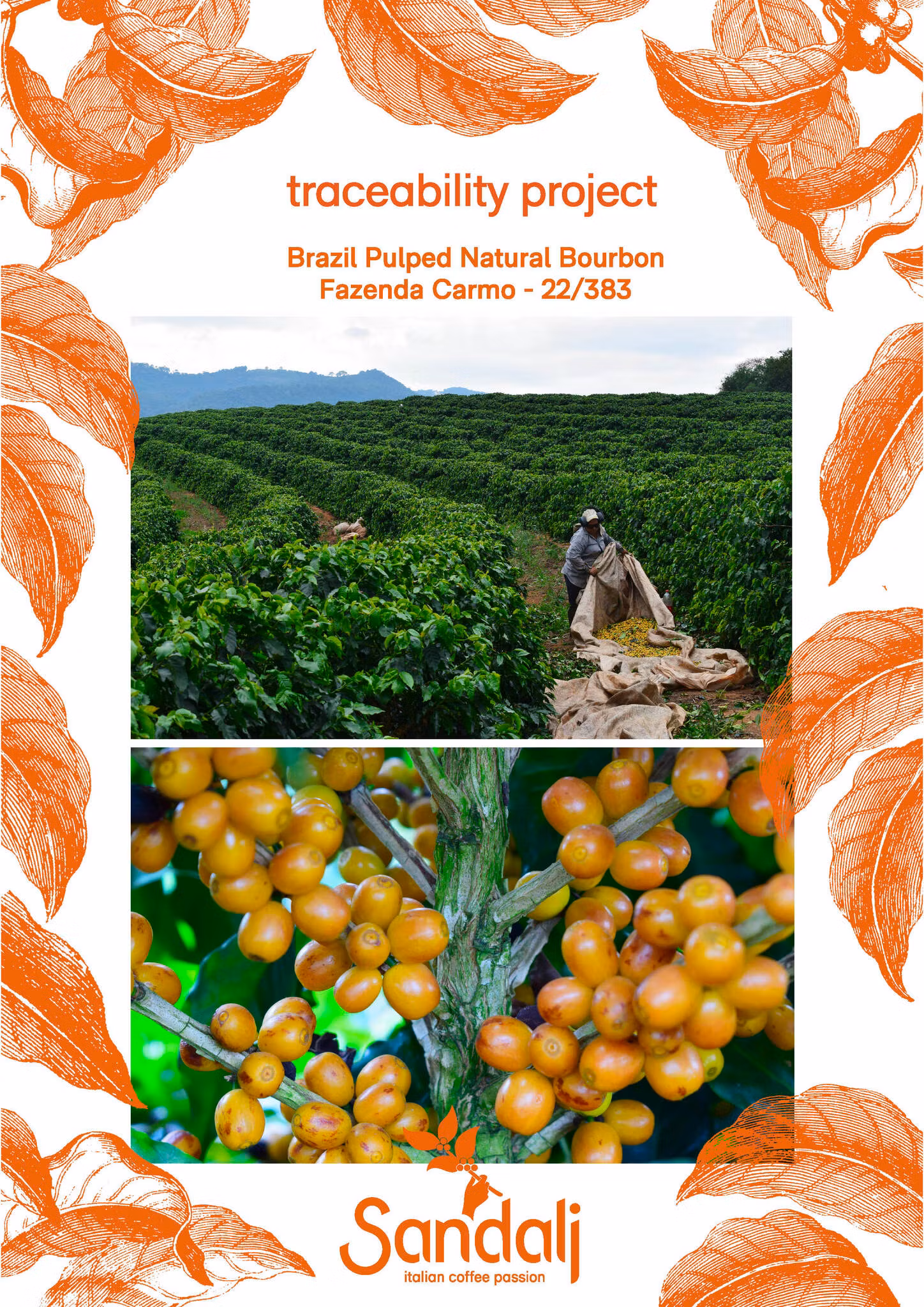 Brazil Pulped Natural Bourbon - Fazenda Carmo, Traceability 1kg