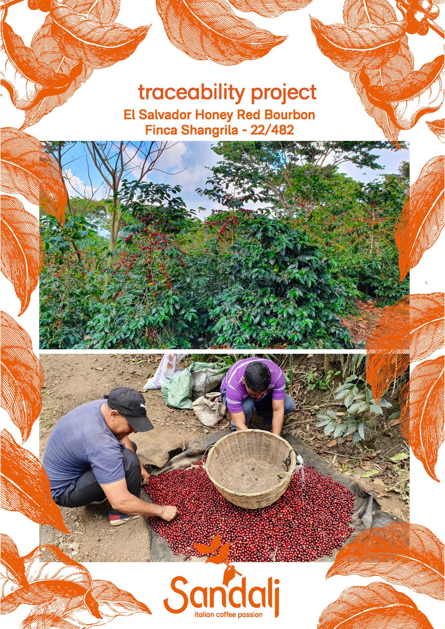 El Salvador Natural Red Bourbon- Finca Shangrila, Traceability, 1kg