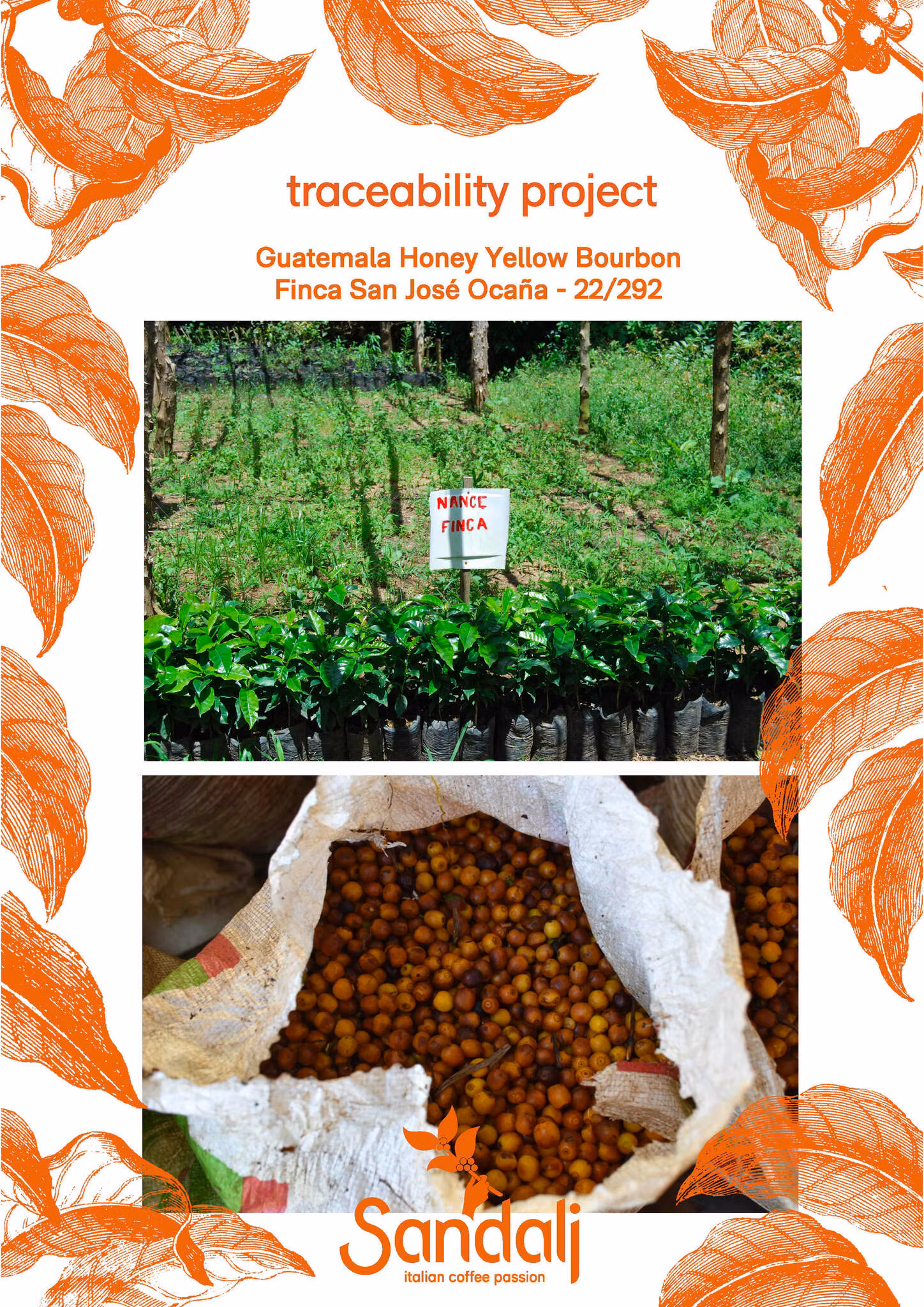 Guatemala Yellow Bourbon Honey, Finca San José Ocana, Traceability, 1kg