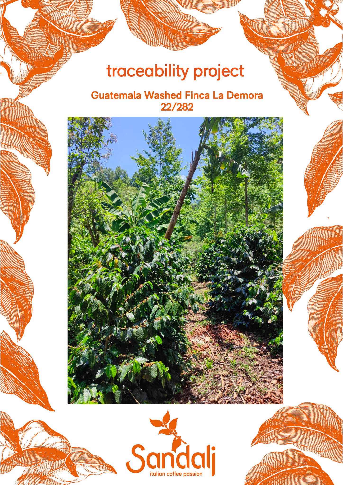 Guatemala, Washed,  Finca La Demora, Traceability Project, 1kg