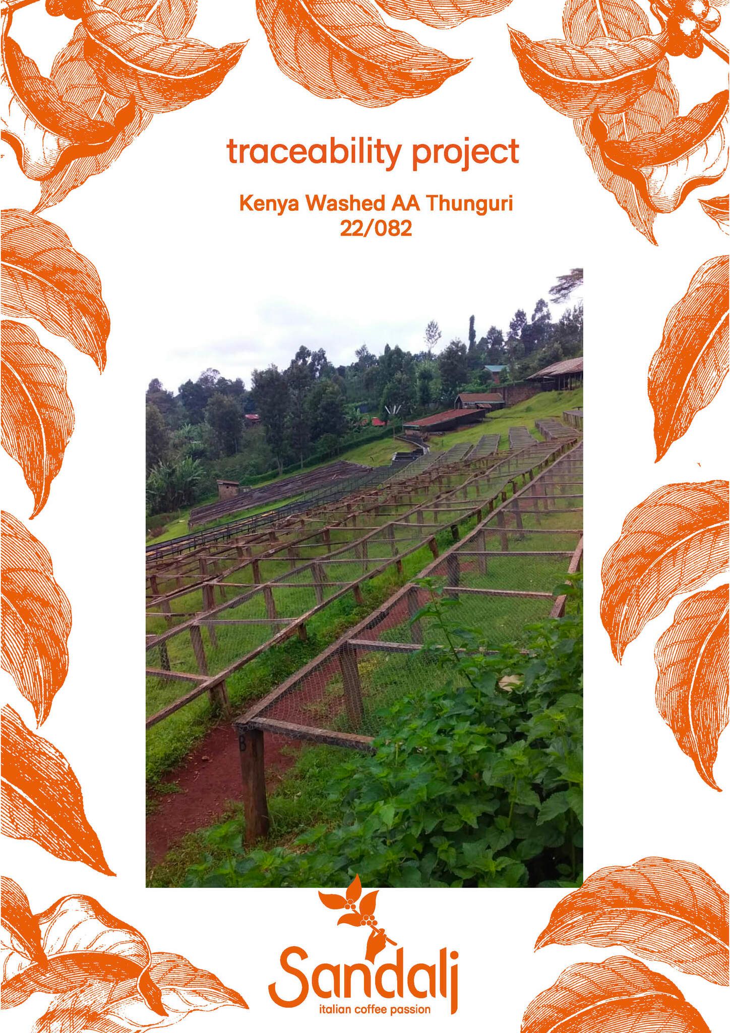Kenya Washed AA T Top Thunguri, Traceability Project, 1kg