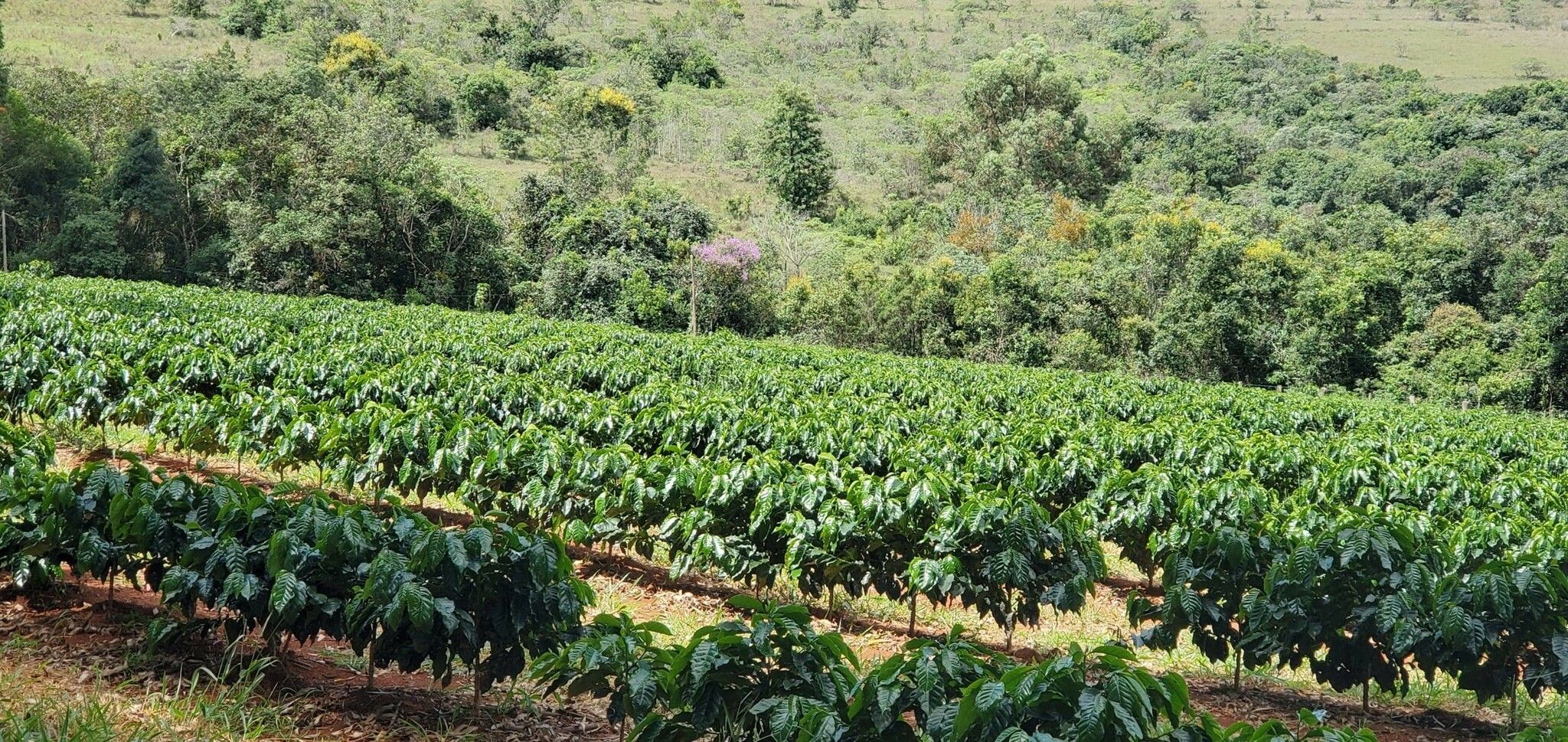 Brazil, Fazenda Chapadao, Natural, 23/101, Traceability Project, 1kg
