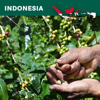 Indonesia Sumatra Gr 1, Kerinci, Honey, Tracebility Project, 1kg