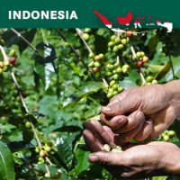 Indonesia Sumatra Gr 1, Kerinci, Honey, Tracebility Project, 1kg