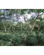 Ecuador, Finca La Marquesa, Loja,washed, Traceability Project, 1kg