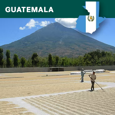 Guatemala Antigua, Finca Medina, Black Honey, SHB EP, 1kg