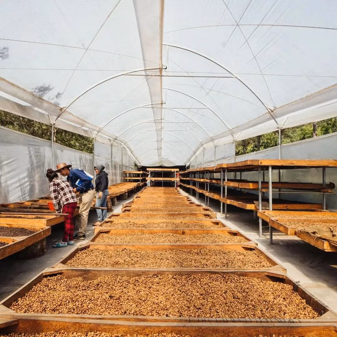 Guatemala Antigua, Finca Medina, Black Honey, SHB EP, 1kg