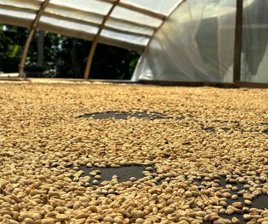 Colombia Cauca,  Excelso EP, washed, 1kg