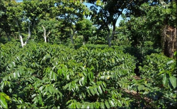 El Salvador Caturra, El Guamo, Black Honey, 1kg