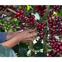 India Plantation Bababudan AA, Washed, 1kg