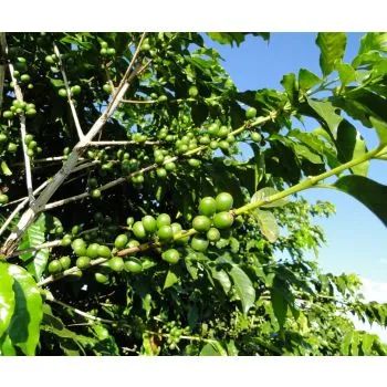 Brazil Arabica, NY2/3 Good Cup, Strictly Soft, Natural, 1kg