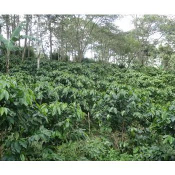 Honduras Siguatepeque, Los Liros, HG EP, Washed, 1kg