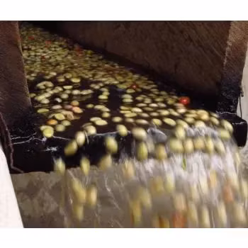 Nicaragua, Fancy Las Mimosas, SHG EP, Washed, 1kg