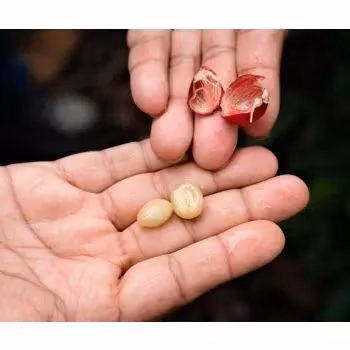 Nicaragua, Fancy Las Mimosas, SHG EP, Washed, 1kg
