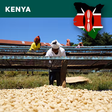 Kenya Kiamutuira AA Top, Washed Traceability, 1kg