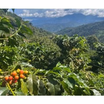 Colombia Antioquia, Las Petunias, Excelso EP, Washed, 1kg