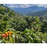 Colombia Antioquia, Las Petunias, Excelso EP, Washed, 1kg