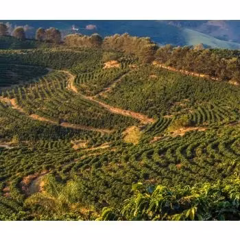 Brazil Sul de Minas, Selo Azul, NY2 Fine Cup, Strictly Soft, Natural, 1kg