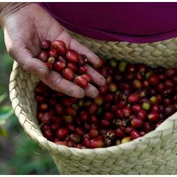 Mexico Women Coffee Bromelias SHG, Traceability, 1kg